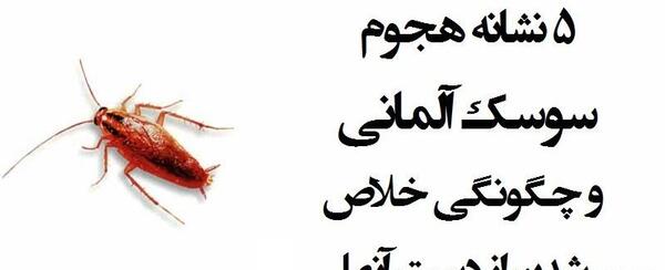 عکس سوسک ریز آلمانی