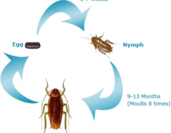 عکس سوسک ریز آلمانی