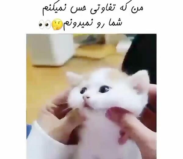 عکس گربه شوگا