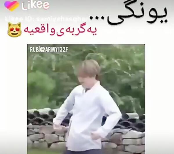 عکس گربه شوگا