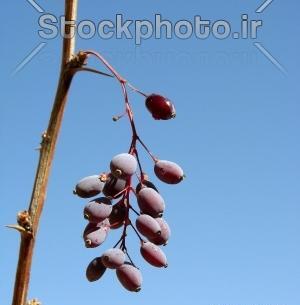 عکس خوشه زرشک