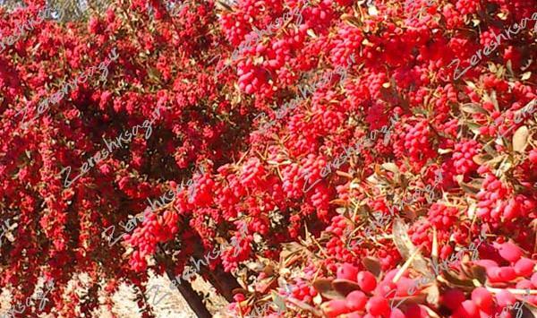 عکس خوشه زرشک