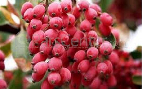 عکس خوشه زرشک
