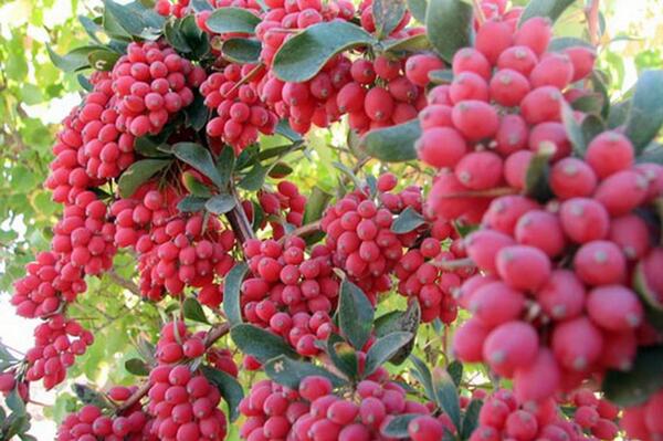 عکس خوشه زرشک