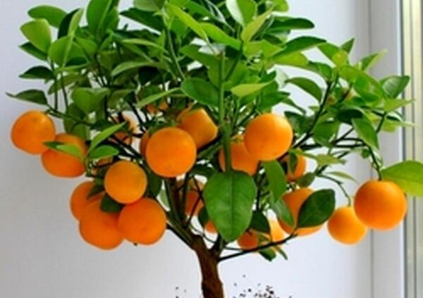 عکس کاشت پرتقال