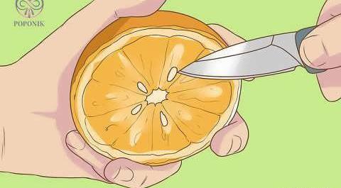 عکس کاشت پرتقال