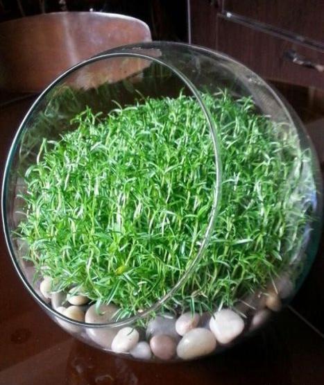 عکس سبزه یونجه