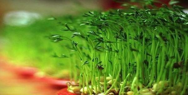 عکس سبزه یونجه