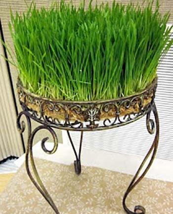 عکس زیباترین سبزه عید