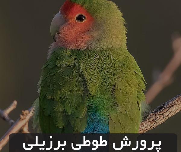 عکس لانه کن نقابدار