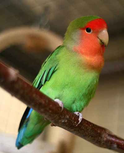 عکس لانه کن نقابدار