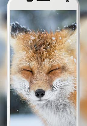 عکس روباه برای طراحی