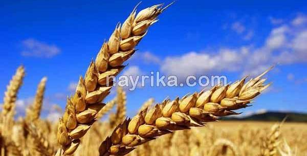 عکس جو و گندم