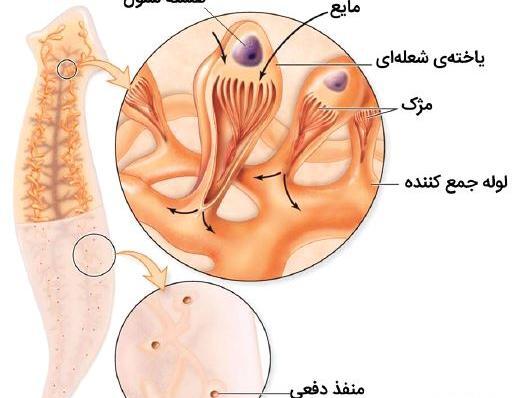 عکس واکوئل ضربان دار