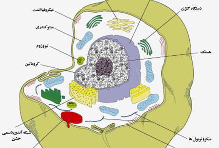 عکس واکوئل ضربان دار