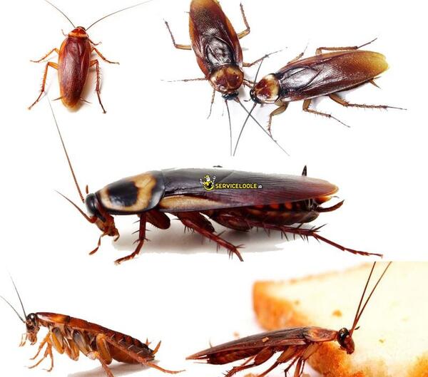 عکس سوسک توالت