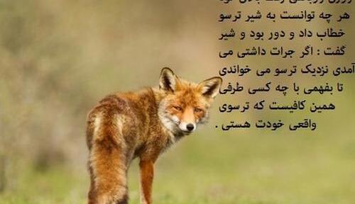 عکس روباه کوهی