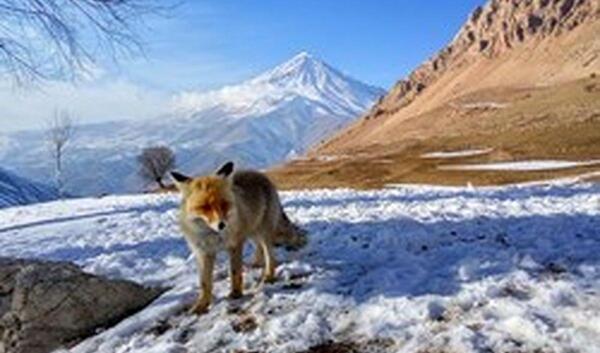 عکس روباه کوهی