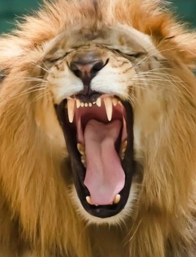 عکس شیر وحشی نر
