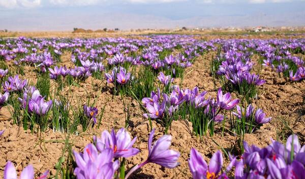 عکس محصولات زعفران