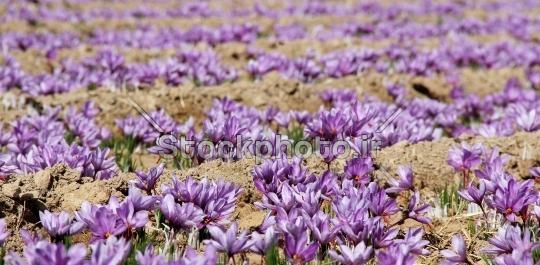 عکس محصولات زعفران
