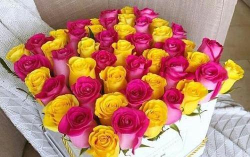 عکس گل رز ابی و زرد