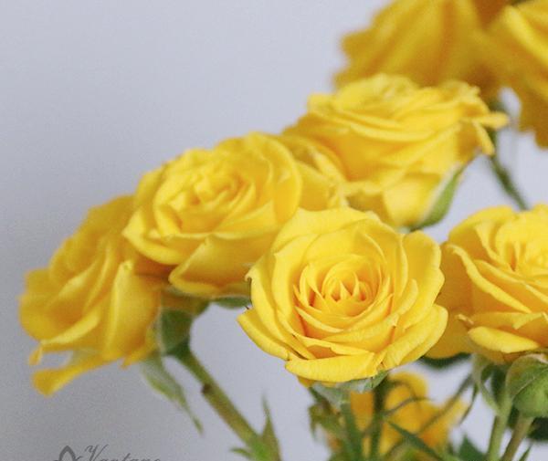 عکس گل رز ابی و زرد