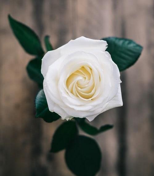 عکس گل رز ابی و زرد