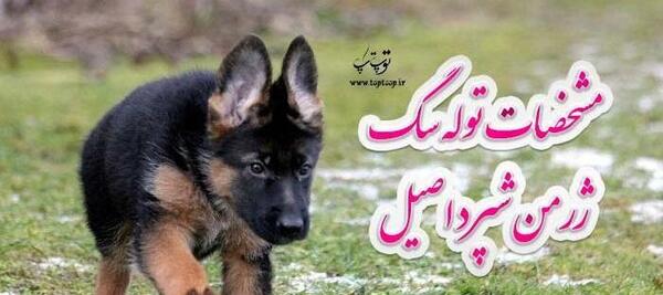 عکس سگ ژرمن با قیمت
