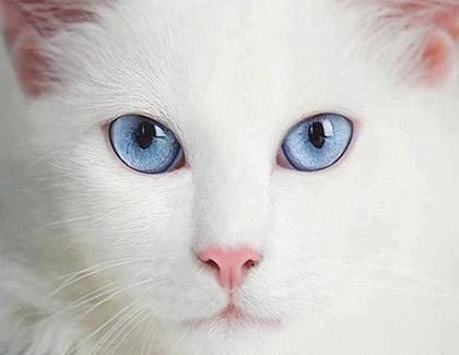 عکس گربه وحشتناک