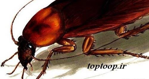 عکس سوسک بالدار بزرگ