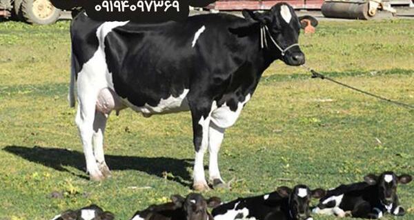 عکس گاو زنده