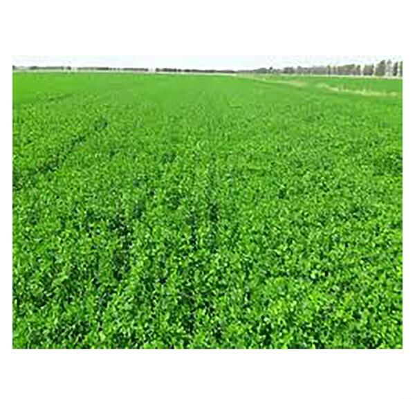 عکس زمین یونجه