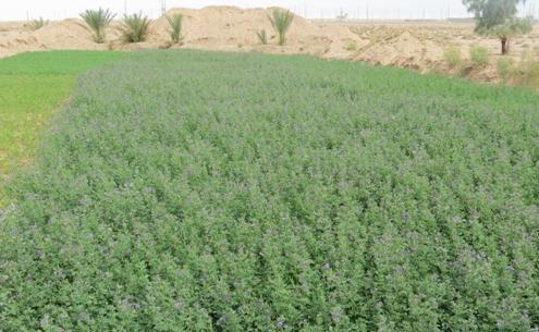عکس زمین یونجه