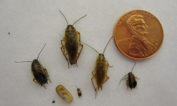 عکس سوسک بچه