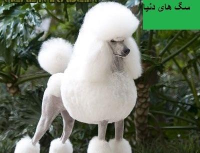 عکس قشنگ ترین سگ هاسکی جهان