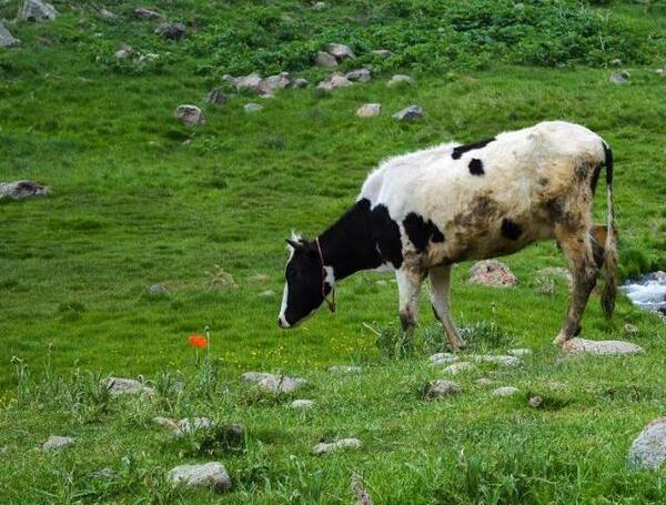 عکس گاو طبیعی