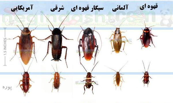 عکس سوسک در خانه