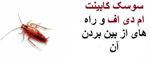 عکس سوسک در خانه