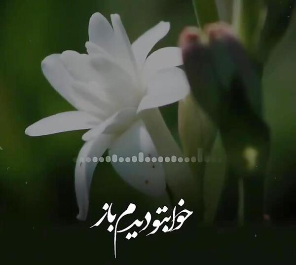 عکس گل مریم کارتونی