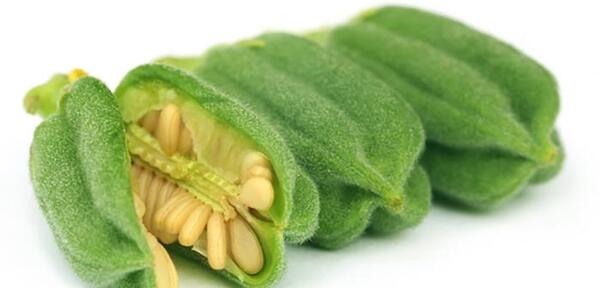 عکس کاشت کنجد
