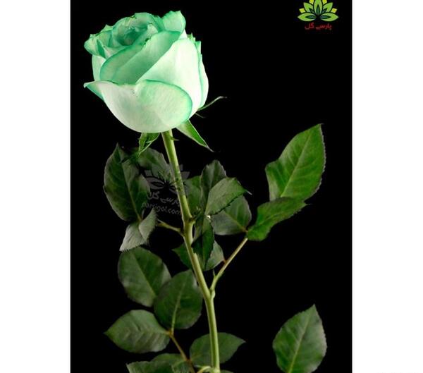عکس گل رز سبز آبی