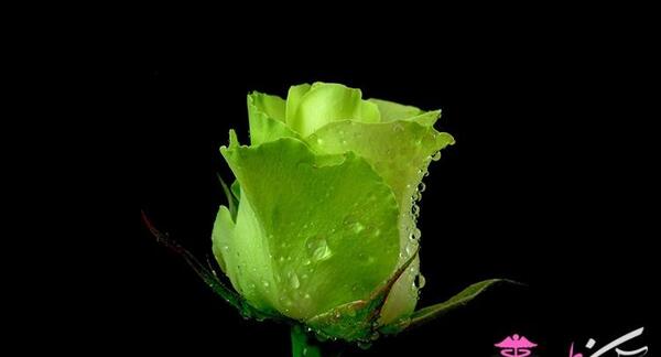 عکس گل رز سبز آبی