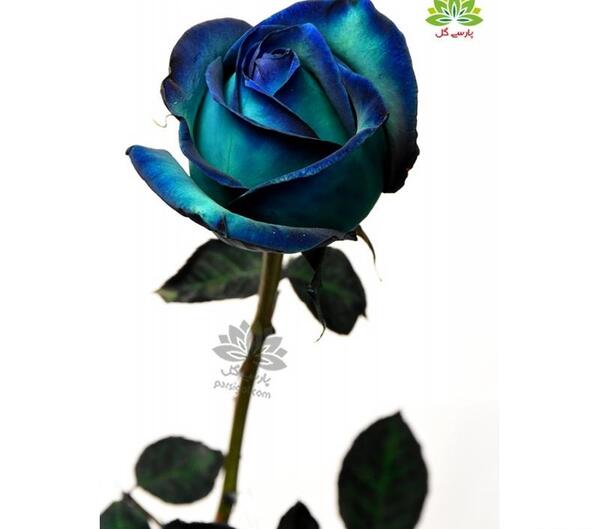 عکس گل رز سبز آبی