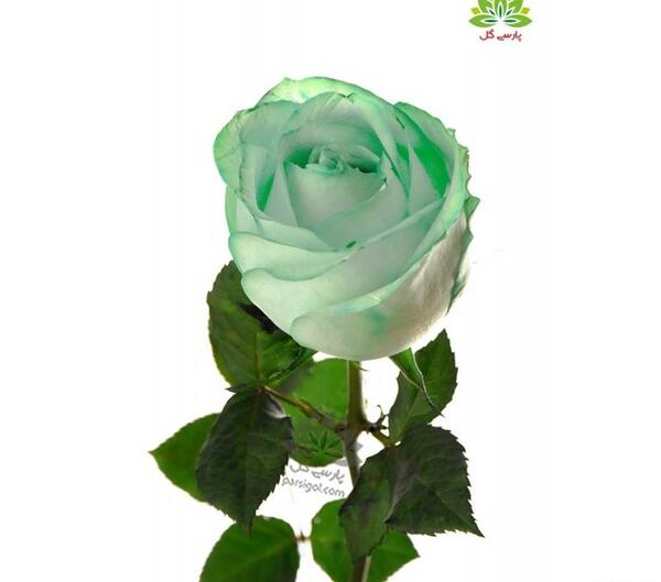 عکس گل رز سبز آبی