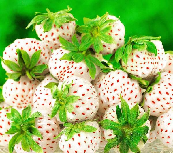 عکس کاشت توت فرنگی