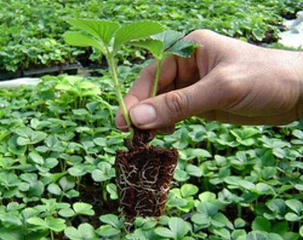 عکس کاشت توت فرنگی