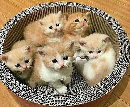عکس های زیبا گربه