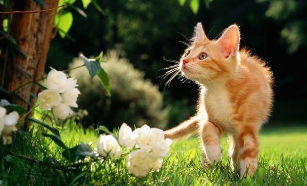 عکس های زیبا گربه
