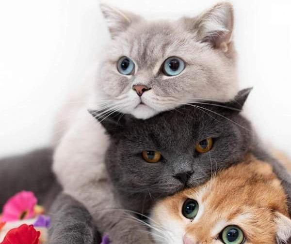 عکس های زیبا گربه